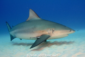 Large female Bullshark on a beach dive at Playa del Carmen by Henrik Gram Rasmussen 